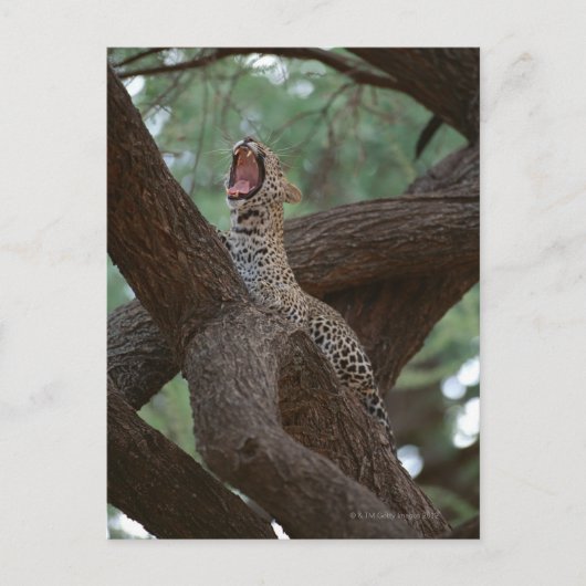 パンサー ポストカード (正面)