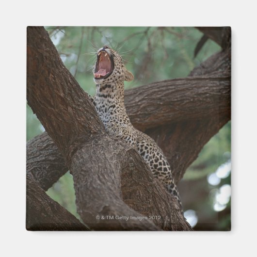 パンサー マグネット (正面)