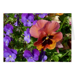 パンジーおよびバイオレットカード