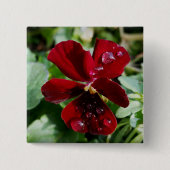 パンジーの上の雨滴 缶バッジ (正面)