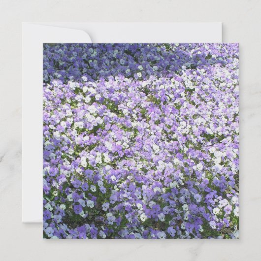 パンジーの招待状 招待状 (正面)