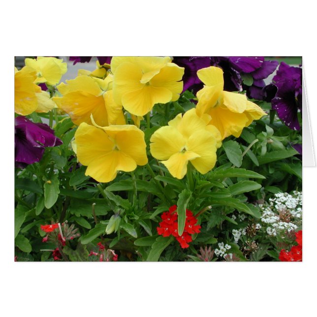 パンジーのPannier (正面横)