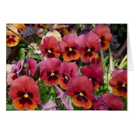 パンジーはあなたのために梳きます!