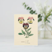 パンジーパンシーズフラワーイラストレーション ポストカード (スタンド正面)