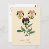 パンジーパンシーズフラワーイラストレーション ポストカード (正面/裏面)