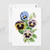 パンジーファンシーヴィンテージイラストレーション ポストカード (正面/裏面)