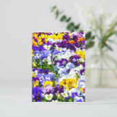 パンジー ポストカード (スタンド正面)