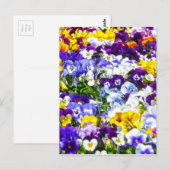 パンジー ポストカード (正面/裏面)