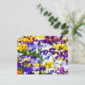 パンジー ポストカード (スタンド正面)