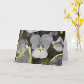 パンジー/孤立カラー カード (黄色い花)