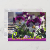 パンジーCC0474花お祝いはがき インビテーションポストカード (正面/裏面)