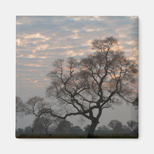 パンタナル湿地帯 |南米、ブラジル マグネット (正面)