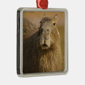 パンタナル、ブラジル、カピバラ、ハイドロコーラス メタルオーナメント (右)