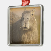 パンタナル、ブラジル、カピバラ、ハイドロコーラス メタルオーナメント (左)