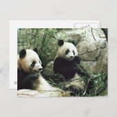 パンダくまの食べ物および遊ぶこと ポストカード (正面/裏面)