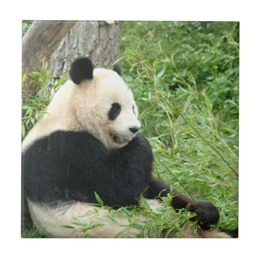 パンダのタイル タイル (正面)