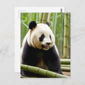 パンダのポートレート ポストカード (正面/裏面)