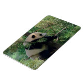 パンダの力強い抱擁 マグネット (左側)