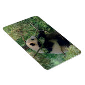 パンダの力強い抱擁 マグネット (右側)