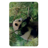 パンダの力強い抱擁 マグネット (縦)