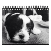 パンダの毎日の線量 カレンダー (カバー)