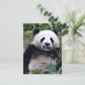パンダクマがにやにや笑う、動物、中国 ポストカード (スタンド正面)