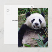 パンダクマがにやにや笑う、動物、中国 ポストカード (正面/裏面)