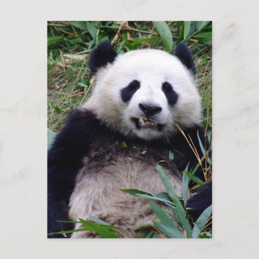 パンダクマがにやにや笑う、動物、中国 ポストカード (正面)