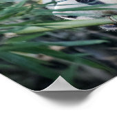 パンダク食べマの竹 ポスター (角)