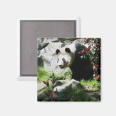 パンダスマイル磁石 マグネット (正面/裏面)