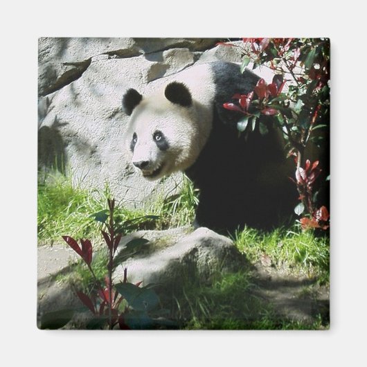 パンダスマイル磁石 マグネット (正面)