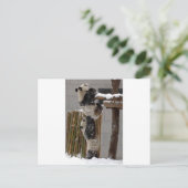 パンダブースト ポストカード (スタンド正面)