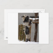 パンダブースト ポストカード (正面/裏面)