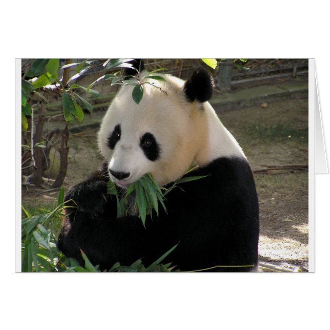 パンダベアハグ (正面横)