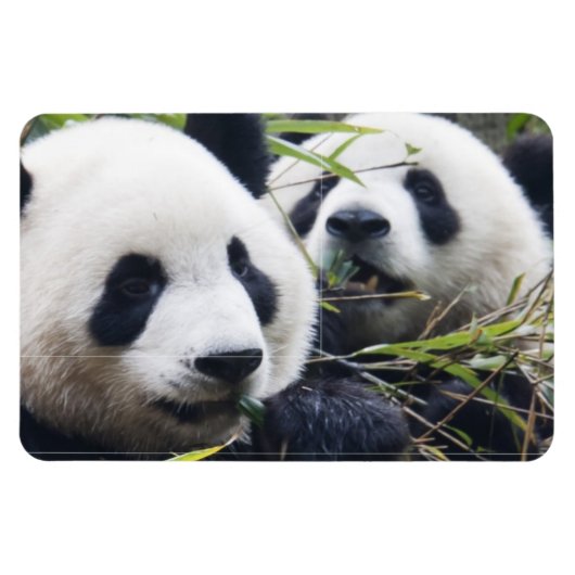 パンダベアハグ マグネット (横)