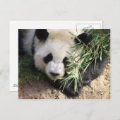 パンダベアーアットズーアトランタ ポストカード (正面/裏面)