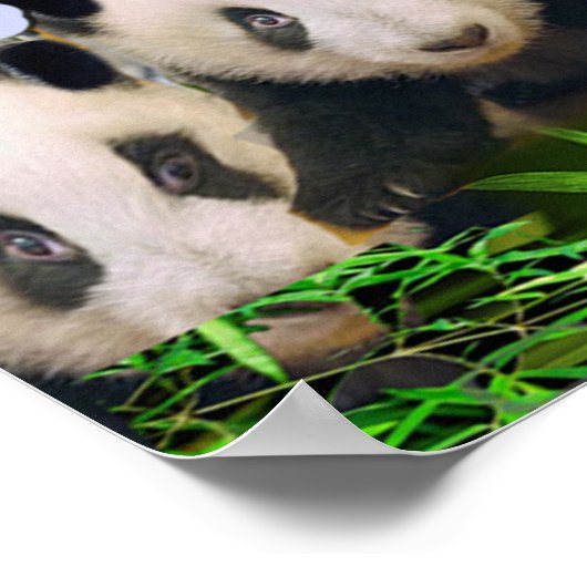 パンダベアーズ ポスター (角)