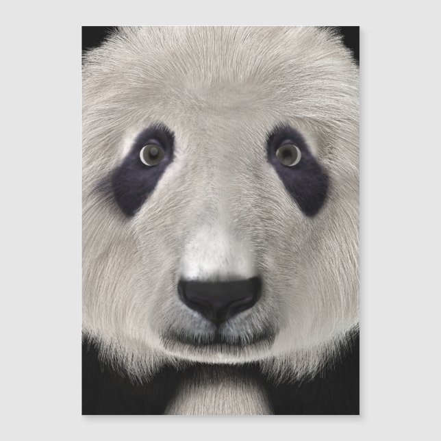 パンダベア (正面)