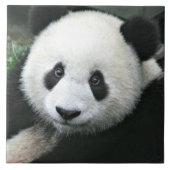 パンダベア タイル (正面)
