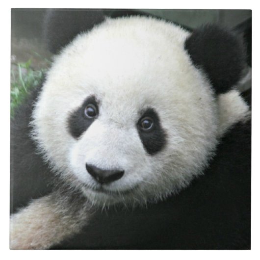 パンダベア タイル (正面)