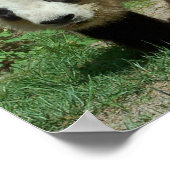 パンダベア ポスター (角)