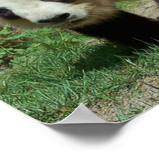 パンダベア ポスター (角)