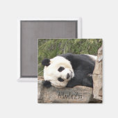 パンダ磁石 マグネット (正面/裏面)