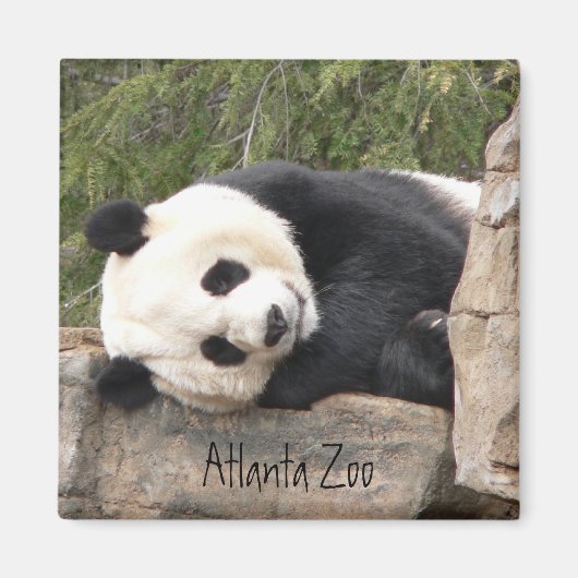 パンダ磁石 マグネット (正面)