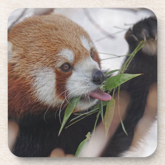 パンダ赤アニマルプリントかわいい コースター (正面)