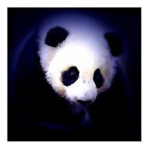 パンダ顔ポスター – パンダポスタープリント