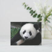 パンダ顔 ポストカード (スタンド正面)