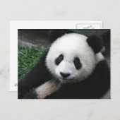 パンダ顔 ポストカード (正面/裏面)
