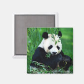パンダ食べの葉 マグネット (正面/裏面)