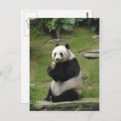 パンダ食べ物ベアの竹 ポストカード (正面/裏面)